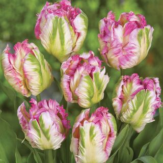 Pink Vision Parrot Tulip Thumbnail